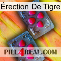 Érection De Tigre 14